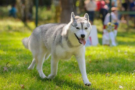 Правильное питание собак Сибирский хаски