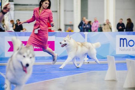хаски фонд питомник купить щенок выставка собак евразия